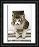 Framed Print of Norwegian Forest Cat - coming through cat flap from Ardea