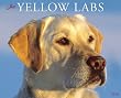 Just Yellow Labs 2010 Calendar Just Yellow Labs 2010 Calendar
