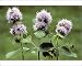 Photographic Prints of ME-1744 Water Mint from Ardea Wildlife Pets