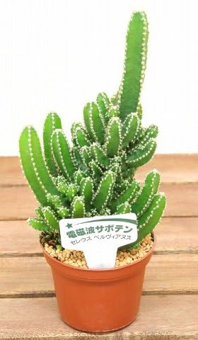 電磁波サボテン　セレウスベルヴィアヌス