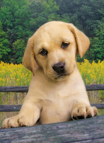 Clementoni 39070 - Cute Puppy Puzzle 1000 Teile Preisvergleich