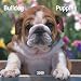 Bulldog Puppies 2009 7X7 Mini Wall Calendar