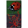 Quel est cet insecte ?