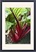 Framed Prints of Swiss Chard - planted within the parterre, both practical a colourful display from Ardea Wildlife Pets