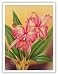 Cattleya, Pink Orchid Tropical Flowers by Frank Oda - Vintage Hawaiian Art Poster Print - 9