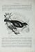 CASSELL'S BIRDS c1870 POE TUI PROSTHEMADERA CIRCINATA