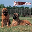 Bullmastiff 2008 Wall Calendar