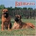 Bullmastiff 2008 Wall Calendar