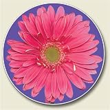 AutoCoaster ~ Pink Daisy ~ Tile Drink Coaster for car cupholder ~ code 095