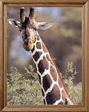 African Giraffe Bird Close Up Animal Wildlife Picture Oak Framed Art Print