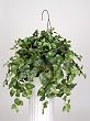 Artificial Pothos Hanging Basket