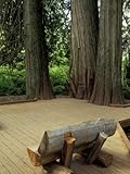 Western Red Cedars in the Grove of Patriarchs, Mt. Rainier National Park, Washington, USA Premium Photographic Poster Print by Jamie & Judy Wild, 30x40