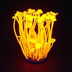 Palythoa Sp. Neon Coral
