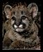 Animal Baby Cougar Cub Lion Cute Cat Framed Art Poster Print - 16