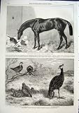 動物園、 Clifden St Leger 1863 馬の主のための珍しい人