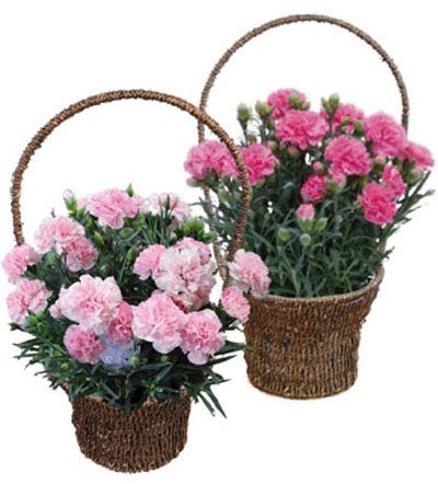 産地直送★母の日カーネーション2鉢セット『花工房花贈りエーデルワイス』【フラワーギフト】母に贈る花鉢2010