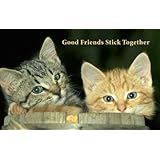 Assorted Cats All Occasion Greeting Card Bulk 18 Pack