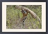 IMAGE OF Framed Prints of Tiger - Female cub scent-marking rubbing face with extended claws of far paw, from Ardea Wildlife Pets