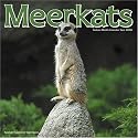 Meerkats