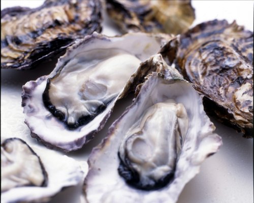 【広島湾似島直送】 広島産生かき むき身の牡蠣500g×2【生食用】 堀口海産
