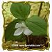 White Trillium (Trillium grandiflorum) Jumbo Wildflower Seed Packet - 40 Seeds
