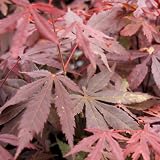Details zu "Acer palmatum Atropurpureum (Roter F&auml;cherahorn) 30-50cm / Container, extra-buschig / Container"