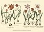 Kim und das R�tsel der f�nften Tulpe