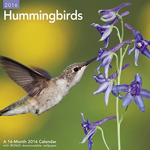 Hummingbirds Wall Calendar (2016)