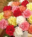 20 Classic Carnations