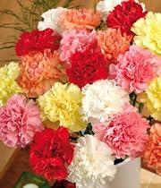 20 Classic Carnations