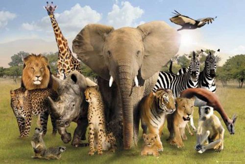 Empire 498625 Wild Animals - Group Elefant Tiger Giraffen Poster Plakat Druck - Gr&ouml;sse 91. Preisvergleich