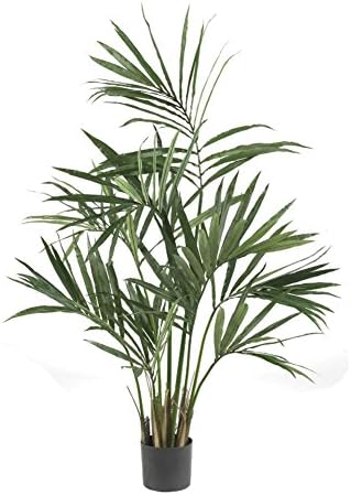 Kentia Palm Silk Tree - 5 Feet Tall