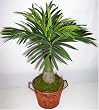 16" Artificial Coconut Palm in Tropical Container
