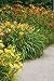 Day Lilies - the Ultimate Summer Flowers - 24