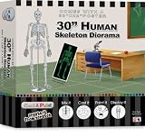 Cast & Paint Kit: Human Diorama