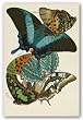 Collection III (Butterflies) by Winter Works 12"x8" Art Print Poster