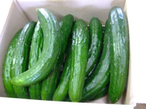 【農家とダイレクト】宮崎県産　わけありきゅうり　「３ｋｇ」　目安本数（25～35本）　収穫日に農家直送　九州,宮崎