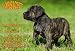 Metall - Warnschild Dogo Canario, Alano