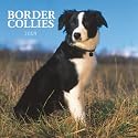 Border Collies 2009 Calendar