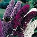 100 MIXED COLORS BUTTERFLY BUSH Buddleia Davidii Flower Shrub Seeds