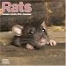 So cute . . guinea pig, rat, hamster, ferret & wabbit . . calendars *