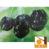 サクランボ：カナディアンチェリー4.5号ポット[大粒で果皮は黒色の中生品種][苗木]