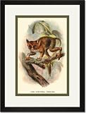 Black Framed/Matted Print 17x23, The Spectral Tarsier