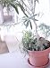 Growing Branches and Leaves on Household Plant in 