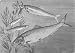 Fishshadsprats Herringotherantique Print1896