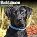 Black Labrador Retriever Calendar - Only Dog Breed Black Labrador Retrievers Calendar - 2016 Wall calendars - Dog Calendars - Monthly Wall Calendar by Avonside