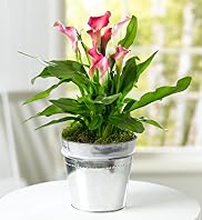 Calla Lily Tin Planter