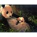 MoTsi 300pc Jigsaw Puzzle by John Seery-Lester