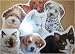 New Store With Style High Quality Excellent Performance Modern Design Puppy Kitty Note Pads
