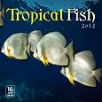 Tropical Fish Calendars